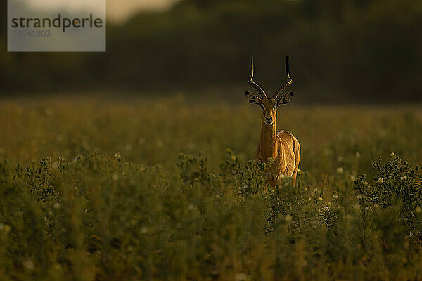 Ein männlicher Impala (Aepyceros melampus) steht zwischen hohen Pflanzen in der Savanne und starrt in die Kamera im Chobe-Nationalpark; Chobe  Bostwana
