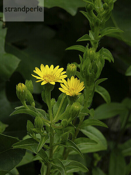 Schöne gelbe Blüten auf einer blühenden Pflanze