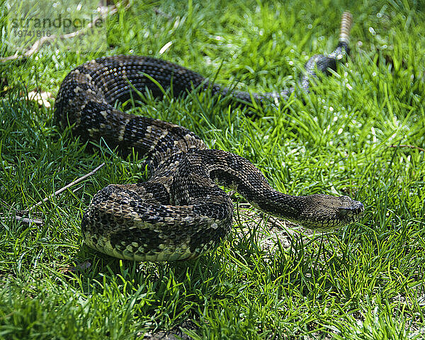 Östliche Holzklapperschlange (Crotalus horridus) im grünen Gras