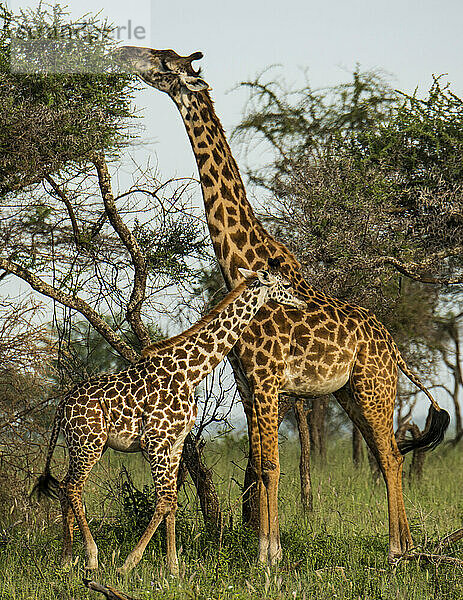 Giraffe und Baby (Giraffa camelopardalis) im Serengeti-Nationalpark  Tansania; Tansania