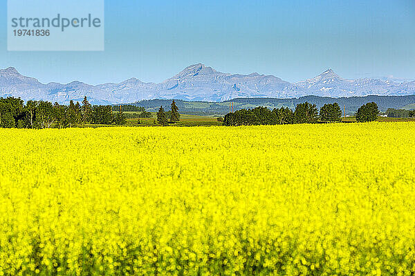 Goldenes Rapsfeld mit Bäumen  Ausläufern und Bergkette im Hintergrund mit blauem Himmel  westlich von High River  Alberta; Alberta  Kanada