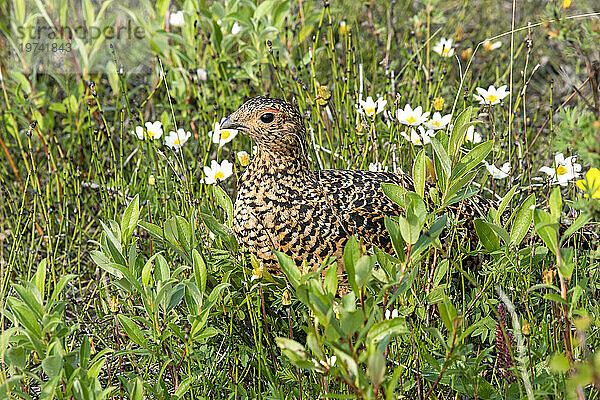 Nahaufnahme eines Weidenschneehuhns (Lagopus lagopus)  umgeben von Wildblumen entlang des Savage River Loop Trail im Denali-Nationalpark  Alaska  USA; Alaska  Vereinigte Staaten von Amerika