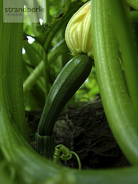 Nahaufnahme einer im Boden wachsenden Zucchini-Kürbispflanze (Cucurbita pepo); North Carolina  Vereinigte Staaten von Amerika