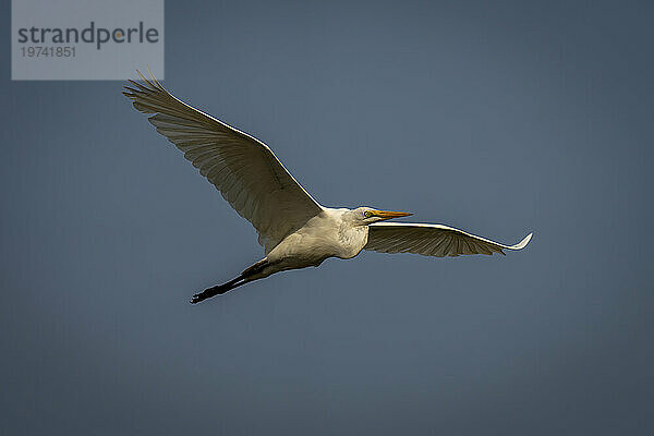 Nahaufnahme eines Silberreihers (Ardea alba)  der durch einen strahlend blauen Himmel im Chobe-Nationalpark gleitet; Chobe  Botswana