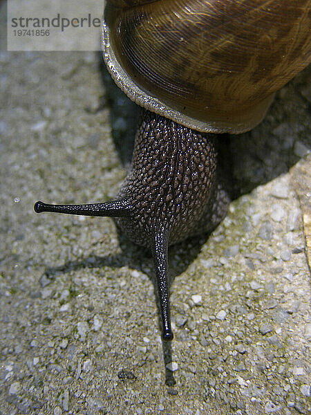 Schnecke kriecht mit ihrem Schneckenhaus auf Beton