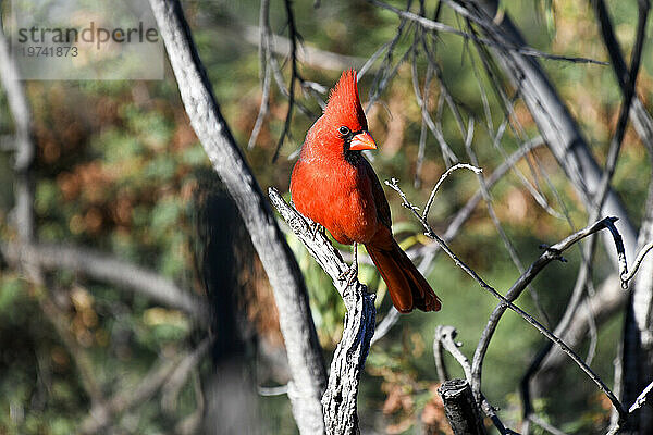 Leuchtend gefärbter Nordkardinal (Cardinalis cardinalis) in den Chiricahua Mountains im Südosten von Arizona  USA; Portal  Arizona  Vereinigte Staaten von Amerika