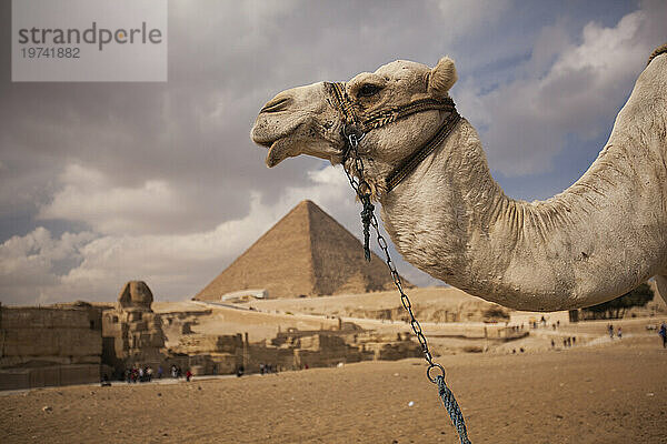 Sphinx und die Große Pyramide von Gizeh  mit einem angebundenen Kamel im Vordergrund  in Ägypten; Giza  Ägypten