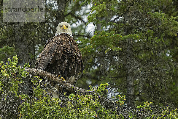 Weißkopfseeadler (Haliaeetus leucocephalus) in einem Baum am Yukon River; Whitehorse  Yukon  Kanada