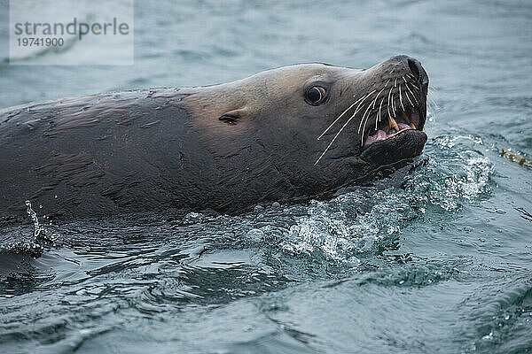 Steller-Seelöwe (Eumetopias jubata) schwimmt um die Indischen Inseln  Inside Passage  Alaska  USA; Alaska  Vereinigte Staaten von Amerika