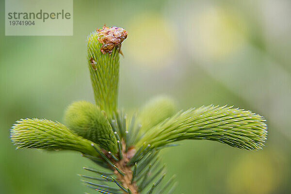 Extreme Nahaufnahme eines neuen Triebs einer Sitka-Fichte (Picea sitchensis)  Inside Passage  Alaska  USA; Alaska  Vereinigte Staaten von Amerika