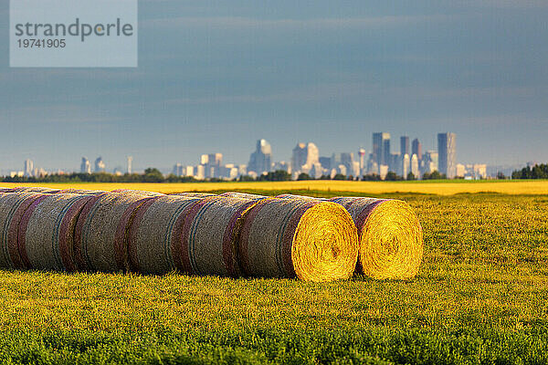 Zwei Reihen großer  runder Heuballen  die bei Sonnenaufgang auf einem Feld leuchten  mit der Skyline der Stadt Calgary im Hintergrund unter einem blauen Himmel; Südöstlich von Calgary  Alberta  Kanada