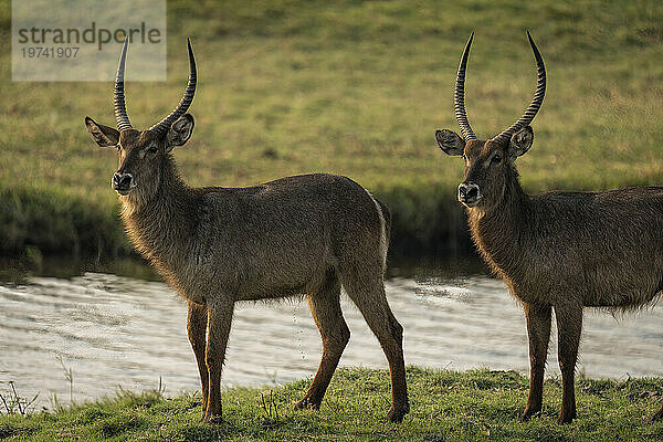 Zwei männliche Wasserböcke (Kobus ellipsiprymnus) stehen an einem Fluss und beobachten die Kamera  Chobe-Nationalpark; Chobe  Botswana