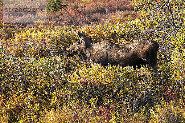 Kuhelch (Alces alces) steht im sonnenbeschienenen  farbenfrohen Herbstlaub im Denali-Nationalpark; Denali National Park & ??Preserve  Inneres Alaska  Alaska  Vereinigte Staaten von Amerika