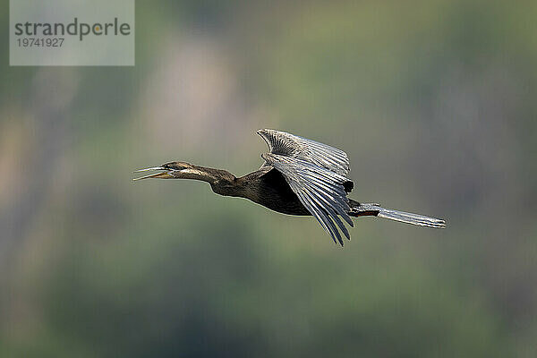 Afrikanischer Schlangenhalsvogel (Anhinga rufa) fliegt im Chobe-Nationalpark mit geöffnetem Schnabel und ausgebreiteten Flügeln; Chobe  Botswana