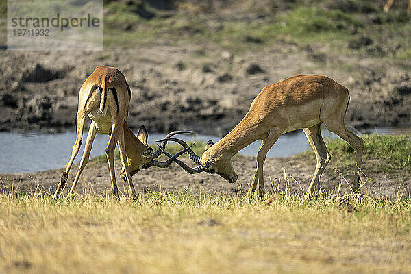 Nahaufnahme von zwei männlichen Impalas (Aepyceros melampus)  die am Flussufer kämpfen und ihre Hörner schlagen  Chobe-Nationalpark; Chobe  Bostwana
