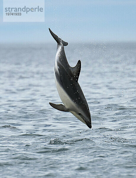 Dunkeldelfin (Lagenorhynchus obscurus) springt vor der Küste Neuseelands bei Kaikoura über das Wasser; Neuseeland