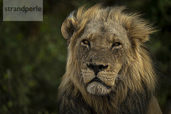 Nahaufnahme des Löwengesichts mit Mähne  Porträt (Panthera leo)  in die Kamera starrend  Chobe-Nationalpark; Chobe  Botswana