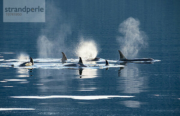 Eine Gruppe von Killerwalen oder Orcas (Orcinus orca)  die auf der Oberfläche des ruhigen blauen Meerwassers schwimmen und von deren Atmung Nebel aufsteigt  im Frederick Sound  Inside Passage  Alaska  USA; Alaska  Vereinigte Staaten von Amerika