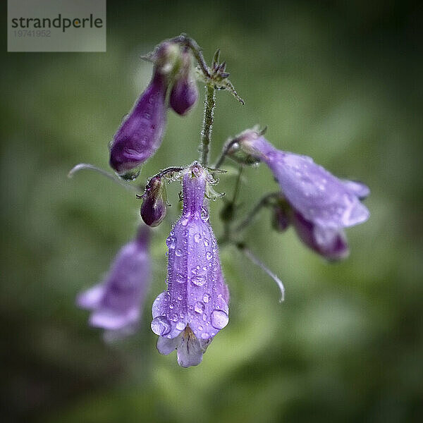 Bartzungenblüten (Penstemon sp.) bedeckt mit Regentropfen