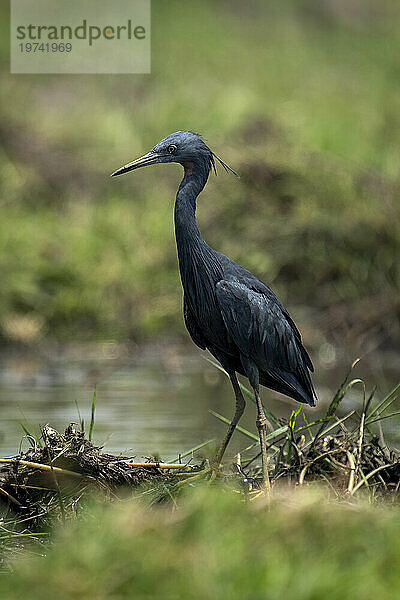 Das Porträt eines schwarzen Reihers (Egretta ardesiaca) steht starrend auf einem grasbewachsenen Flussufer im Chobe-Nationalpark; Chobe  Botswana