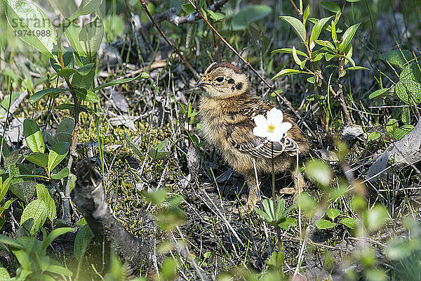 Weidenschneehuhn-Küken (Lagopus lagopus)  Staatsvogel Alaskas  steht hinter einer Blume entlang des Savage River Loop Trail im Denali-Nationalpark; Denali-Nationalpark  Alaska  Vereinigte Staaten von Amerika