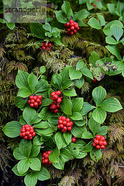 Bunchberries (Cornus canadensis) wachsen im Herbst im Regenwald Alaskas; Alaska  Vereinigte Staaten von Amerika