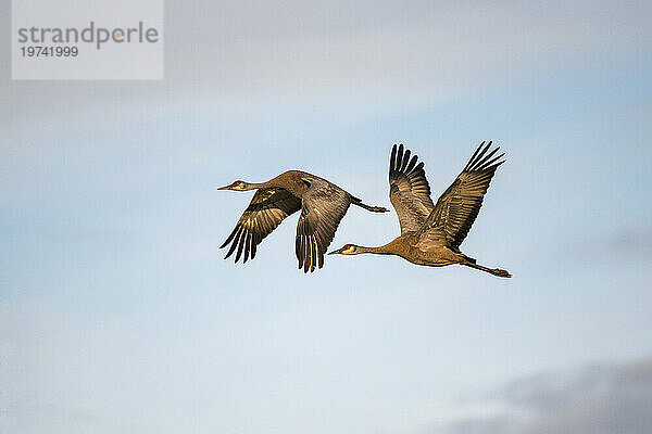 Ein Paar Kanadakraniche (Antigone canadensis) vor blauem Himmel  das über Creamer's Field Migratory Waterfowl Refuge in Fairbanks fliegt; Fairbanks  Alaska  Vereinigte Staaten von Amerika; Fairbanks  Alaska  Vereinigte Staaten von Amerika