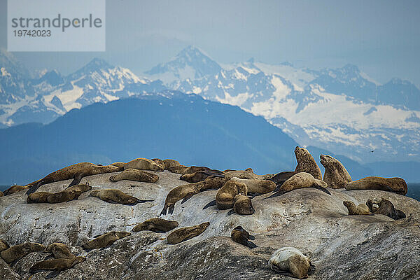 Steller-Seelöwen (Eumetopias jubatus) versammelten sich auf einem Felsen auf South Marble Island im Glacier Bay National Park and Preserve  Inside Passage  Alaska  USA; Alaska  Vereinigte Staaten von Amerika