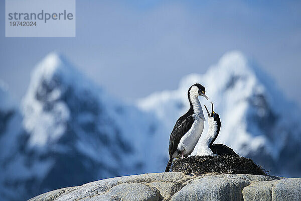 Paar antarktische oder blauäugige Krähenscharben (Phalacrocorax bransfieldensis) in Port Lockroy  Antarktis; Antarktis