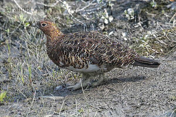 Nahaufnahme eines Weidenschneehuhns (Lagopus lagopus)  Staatsvogel Alaskas  der am Savage River Loop Trail im Denali-Nationalpark steht; Denali-Nationalpark  Alaska  Vereinigte Staaten von Amerika