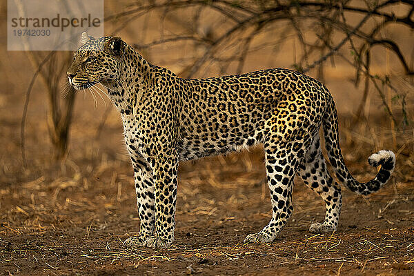 Porträt eines Leoparden (Panthera pardus)  der auf sandigem Boden steht und nach links blickt  Chobe-Nationalpark; Chobe  Botswana