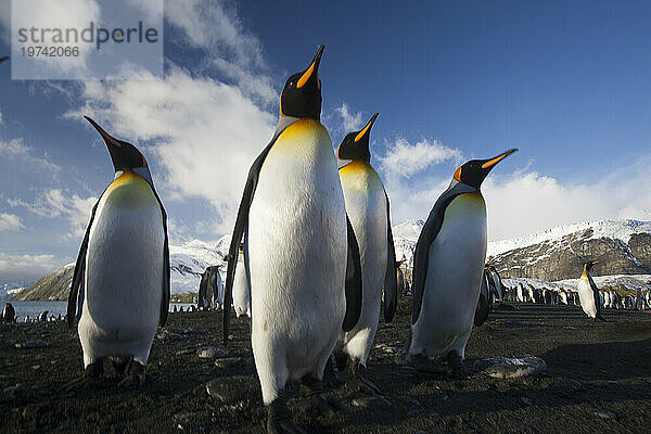 Königspinguine (Aptenodytes patagonicus) am Strand von Gold Harbor auf South Georgia Island; Insel Südgeorgien