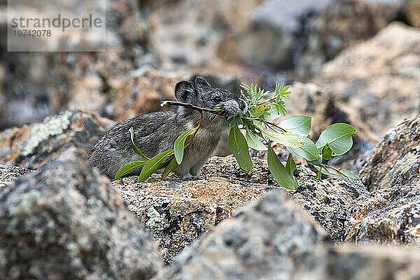 Halsband-Pika (Ochotona collis) trägt einen grünen Zweig zu seinem Futterlager in der Nähe des Polychrome Pass im Denali-Nationalpark  Alaska  USA; Alaska  Vereinigte Staaten von Amerika