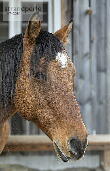 Nahaufnahme eines braunen Pferdes (Equus ferus caballus) auf einem Bauernhof  Kara's Animals in Beckwith; Ottawa Valley  Ontario  Kanada