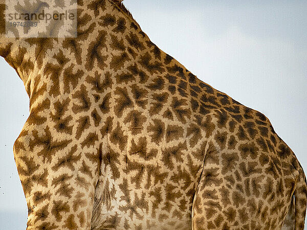 Detailansicht des Fells einer Giraffe (Giraffa camelopardalis tippelskirchii) im Serengeti-Nationalpark; Kogatende  Tansania