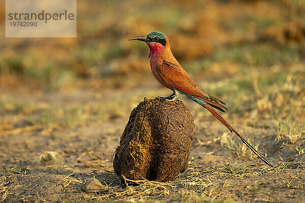 Nahaufnahme eines südlichen Karminbienenfressers (Merops nubicoides)  der im Profil auf Elefantenmist sitzt  Chobe-Nationalpark; Chobe  Botswana