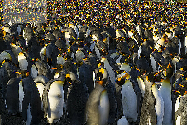 Große Schar Königspinguine (Aptenodytes patagonicus) im Gold Harbor auf South Georgia Island; Insel Südgeorgien