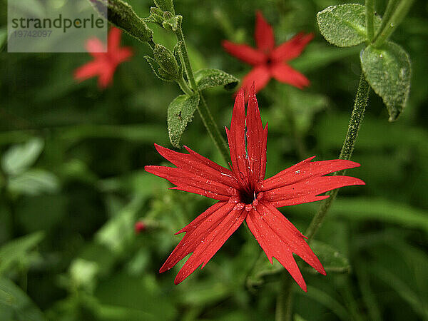 Nahaufnahme einer feuerrosa Blüte (Silene virginica); North Carolina  Vereinigte Staaten von Amerika