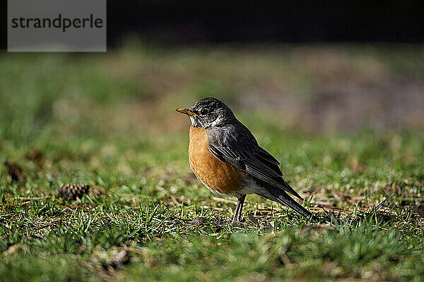 Nahaufnahmeporträt eines amerikanischen Rotkehlchens (Turdus migratorius) auf dem Gras; Lincoln  Nebraska  Vereinigte Staaten von Amerika