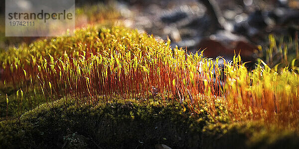 Nahaufnahme der roten und gelben Vegetation  die aus Moos auf dem Waldboden wächst