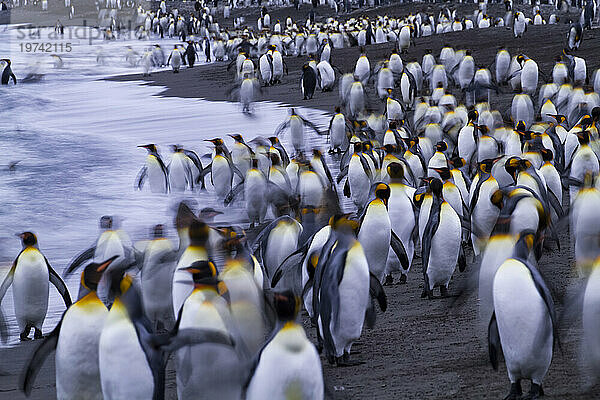 Königspinguine (Aptenodytes patagonicus) am Strand von St. Andrews Bay auf South Georgia Island; Insel Südgeorgien