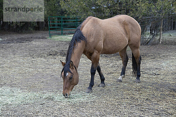 Ein braunes Pferd (Equus ferus caballus)  das sich im Gehege einer Farm  Kara's Animals in Beckwith  bückt  um etwas Heu zu fressen; Ottawa Valley  Ontario  Kanada