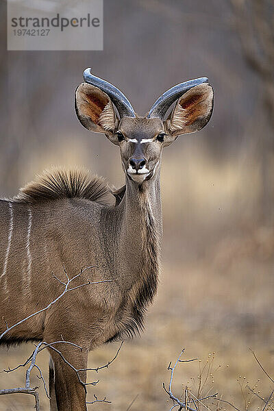 Nahaufnahme eines jungen  männlichen Großen Kudus (Tragelaphus strepsiceros)  der in der Savanne steht und in die Kamera im Chobe-Nationalpark starrt; Chobe  Bostwana