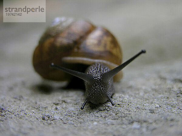 Schnecke kriecht mit ihrem Schneckenhaus auf Beton