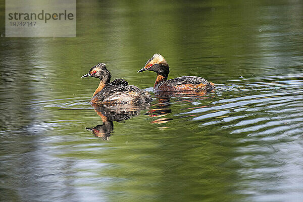 Gehörnter Haubentaucher (Podiceps auritus) mit einem Küken auf dem Rücken wird von seinem Partner beim Schwimmen in einem Teich auf dem Campus der University of Alaska Fairbanks verfolgt; Fairbanks  Alaska  Vereinigte Staaten von Amerika