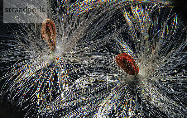 Seidiger Seidenfaden der Koma-Wolfsmilch (Asclepias syriaca) glänzt vor einem dunklen Hintergrund; Weaverville  North Carolina  Vereinigte Staaten von Amerika