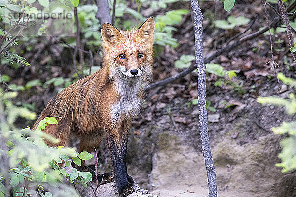 Porträt eines weiblichen Rotfuchses (Vulpes vulpes)  der an seiner Höhle in der Nähe von Fairbanks steht; Fairbanks  Alaska  Vereinigte Staaten von Amerika