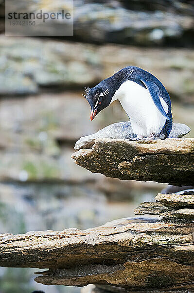 Südlicher Felsenpinguin (Eudyptes chrysocome) blickt von einem Felsvorsprung herab; Falkland Inseln