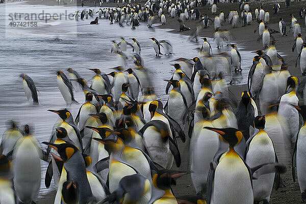 Königspinguine (Aptenodytes patagonicus) am Strand von St. Andrews Bay auf South Georgia Island; Insel Südgeorgien