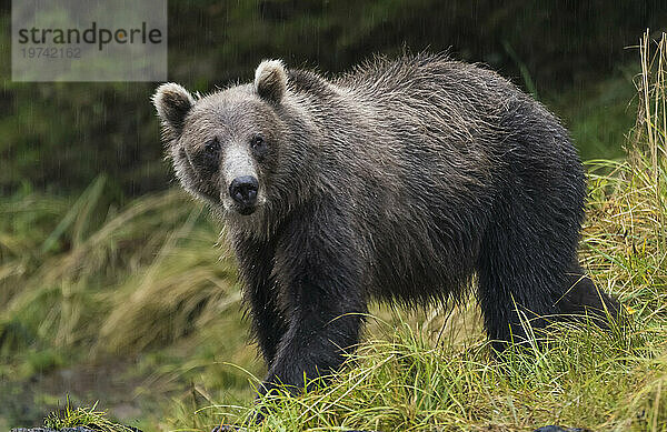 Porträt eines Braunbären (Ursus arctos)  der in die Kamera blickt  im Pavlof Harbor  Inside Passage  Alaska  USA; Alaska  Vereinigte Staaten von Amerika